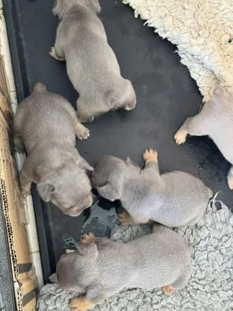 Cuccioli di bulldog francese disponibili | Foto 2