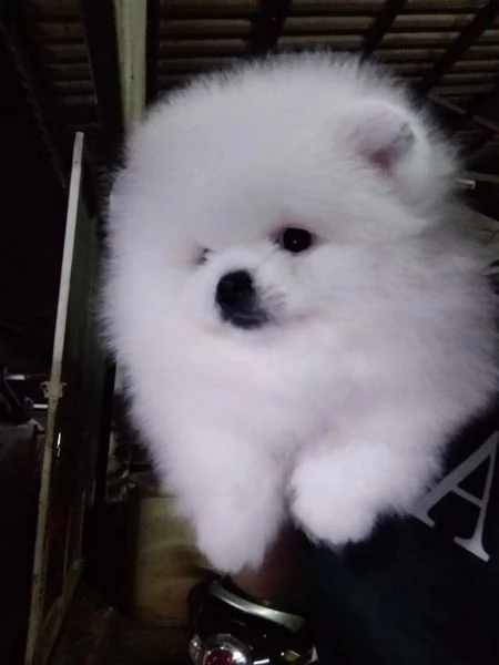 Cuccioli di Pomerania per ladozione | Foto 0