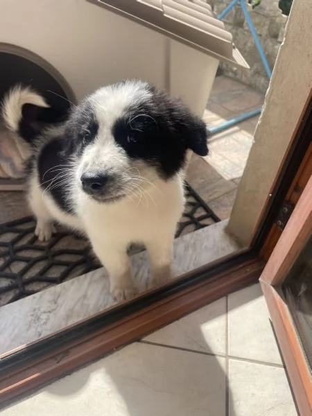 Una casa per Milo  cucciolo maremmano abbandonato | Foto 0