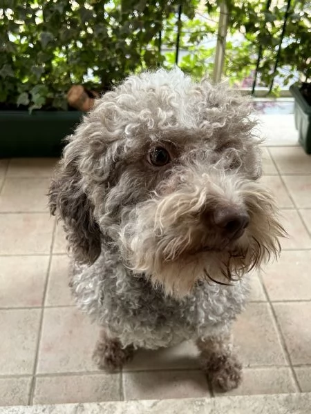 Lagotto Romagnolo