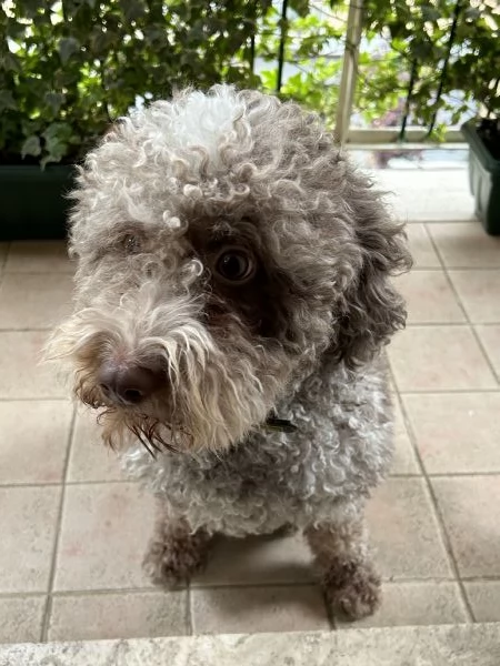 Lagotto Romagnolo | Foto 0