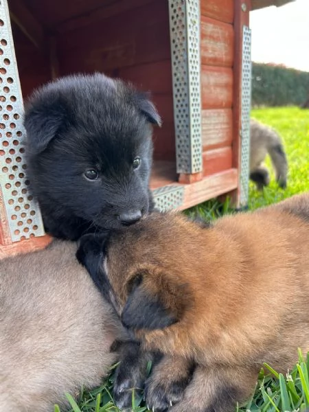 Disponibili pastori belga Tervuren e Groenendael