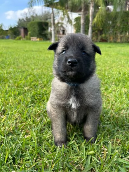 Disponibili pastori belga Tervuren e Groenendael | Foto 2