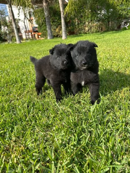 Disponibili pastori belga Tervuren e Groenendael | Foto 0