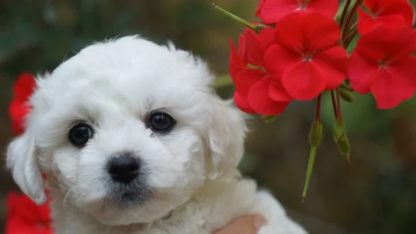 Cuccioli di bichon frise | Foto 6