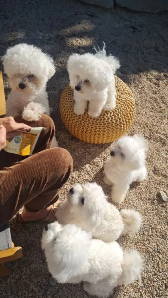 Urgente Cuccioli di bichon frise