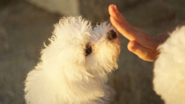 Urgente Cuccioli di bichon frise | Foto 6