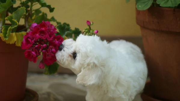 Cuccioli di bichon frise | Foto 4