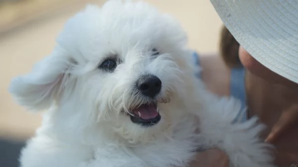 Urgente Cuccioli di bichon frise | Foto 1