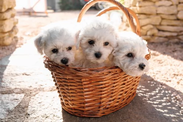 Cuccioli di bichon frise | Foto 0