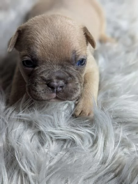 Bulldog francese cuccioli blu | Foto 4