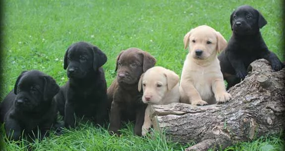 Cuccioli di Labrador retriever con pedigree e registrati