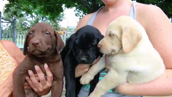 Cuccioli di Labrador retriever