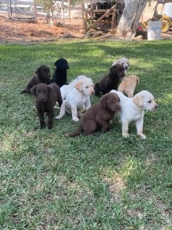 Cuccioli di Labrador retriever carini