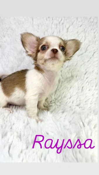 Chihuahua pronti con pedigree thailandesi | Foto 1