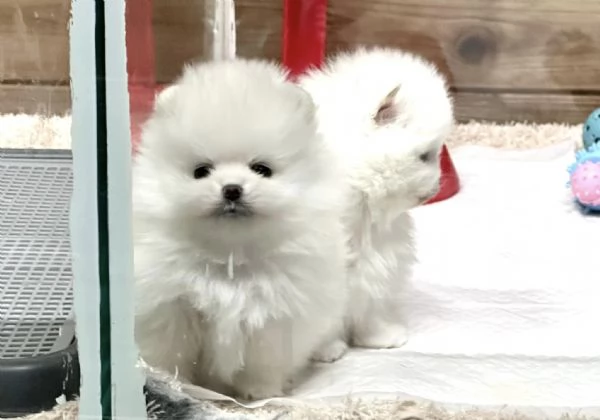 Dolci cuccioli di Spitz Pomerania disponibili