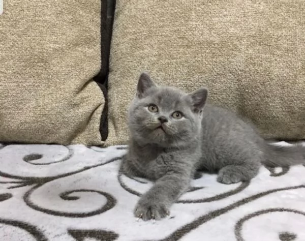 British Shorthair  | Foto 1