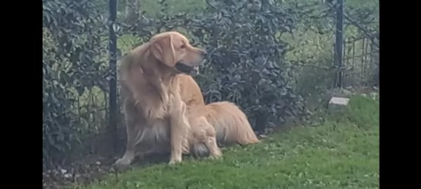 Cuccioli Golden retriver | Foto 0