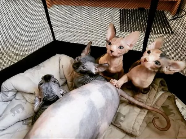 Adorabili gattini Sphynx Bambino pronti per le loro case per sempre | Foto 6