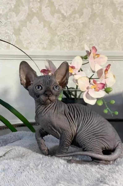 Adorabili gattini Sphynx Bambino pronti per le loro case per sempre | Foto 5