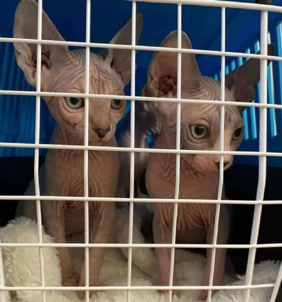 Adorabili gattini Sphynx Bambino pronti per le loro case per sempre | Foto 4