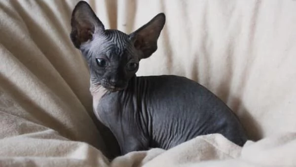 Adorabili gattini Sphynx Bambino pronti per le loro case per sempre | Foto 3