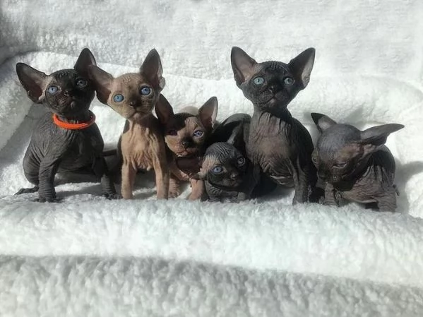 Adorabili gattini Sphynx Bambino pronti per le loro case per sempre | Foto 2