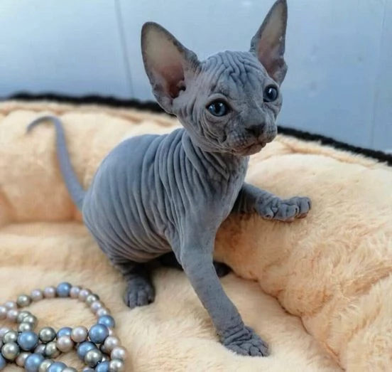 Adorabili gattini Sphynx Bambino pronti per le loro case per sempre | Foto 1