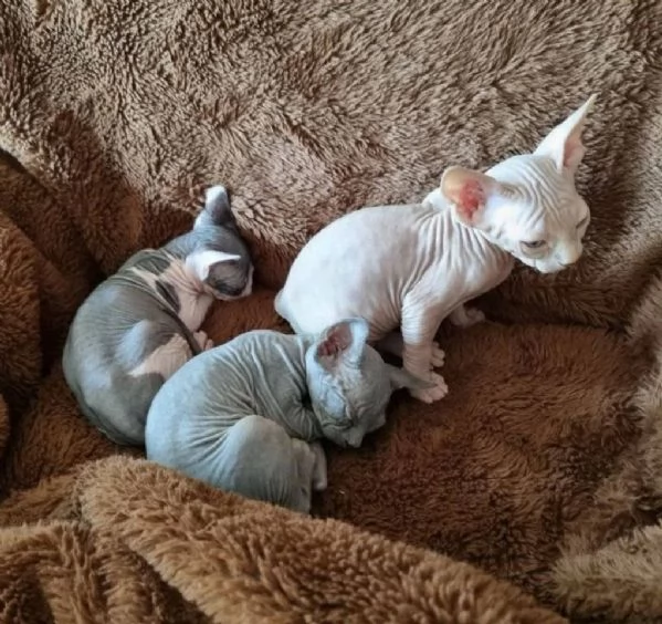 Adorabili gattini Sphynx Bambino pronti per le loro case per sempre