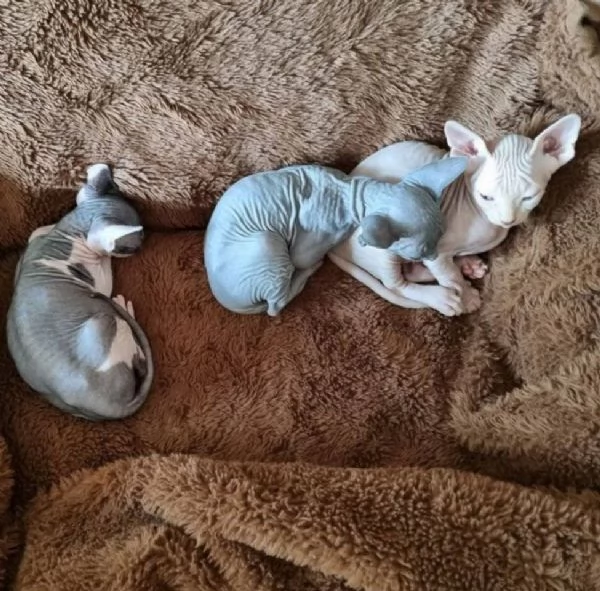 Adorabili gattini Sphynx Bambino pronti per le loro case per sempre | Foto 0