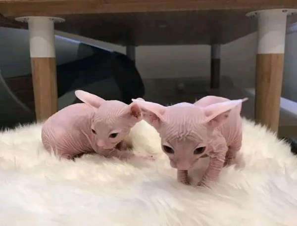 gattini Sphynx Bambino pronti per le loro case per sempre | Foto 6