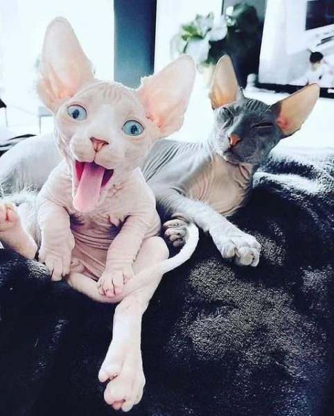 gattini Sphynx Bambino pronti per le loro case per sempre