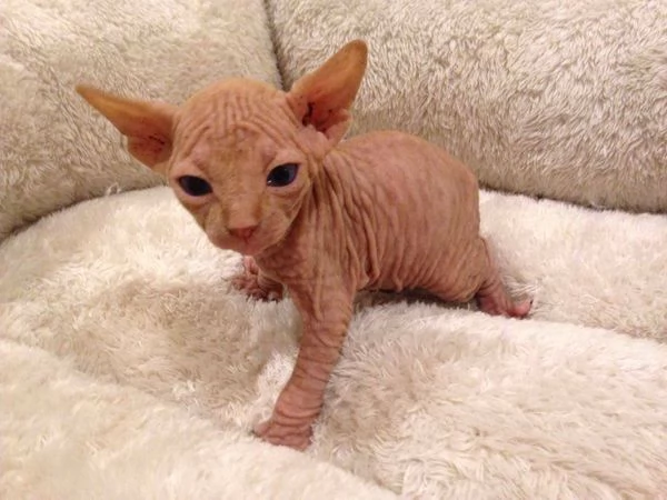 gattini Sphynx Bambino pronti per le loro case per sempre | Foto 5