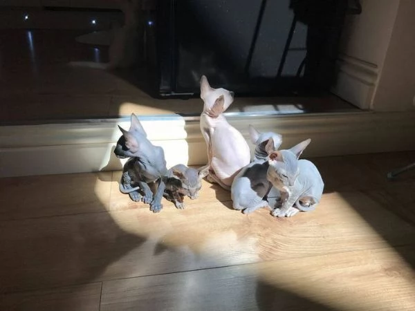 gattini Sphynx Bambino pronti per le loro case per sempre | Foto 3