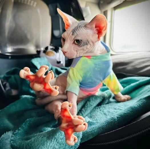 gattini Sphynx Bambino pronti per le loro case per sempre | Foto 2