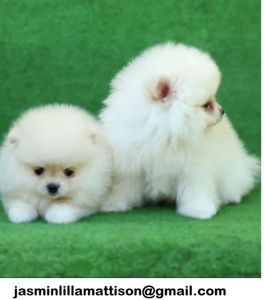 Regalo Cuccioli di Pomerania fantastici | Foto 0