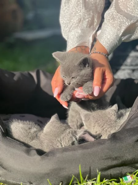 Gatto certosino 