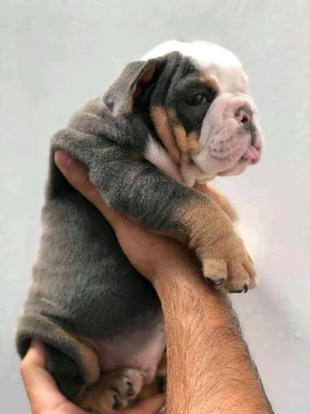 Cuccioli di bulldog francese | Foto 2