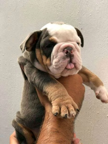 Cuccioli di bulldog francese | Foto 1