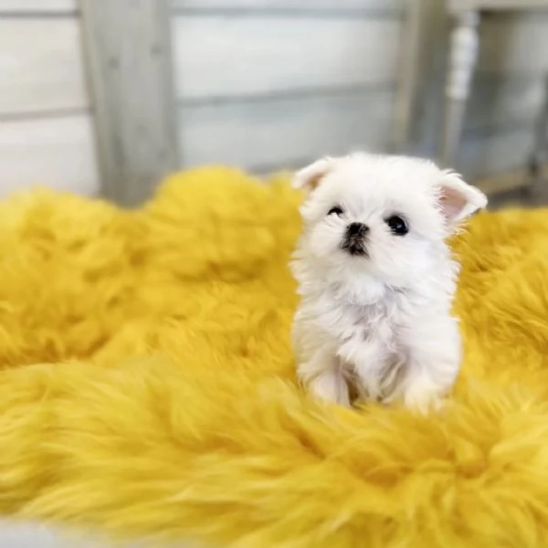 Cucciolo maltese | Foto 1