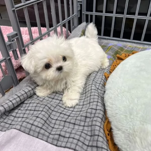 Cuccioli di Teacup Maltese in adozione | Foto 0