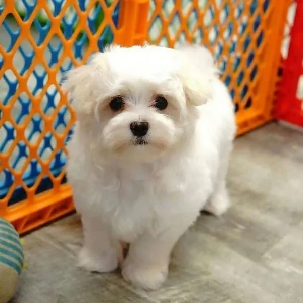 Cuccioli di Teacup Maltese in adozione