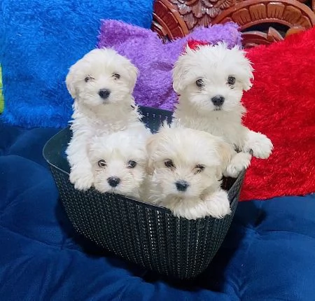 Maltese mini Toy