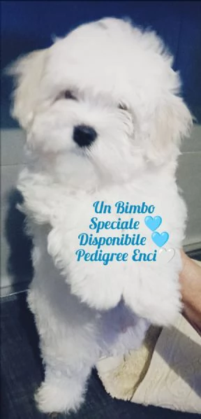 Maltese importante pedigree enci | Foto 0