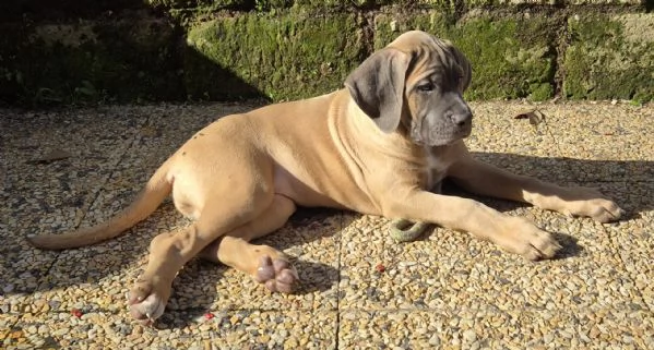 Cuccioli Cane Corso Italiano