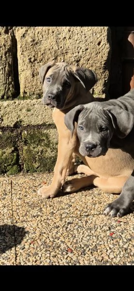 Cuccioli Cane Corso Italiano | Foto 3