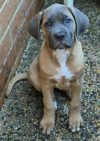 Cuccioli Cane Corso Italiano | Foto 1