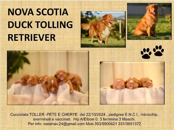 Splendita Cucciolata Nova scotia duck tolling retriever   | Foto 2