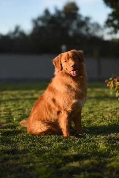 Splendita Cucciolata Nova scotia duck tolling retriever   | Foto 1