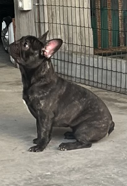 Bouledogue francese 